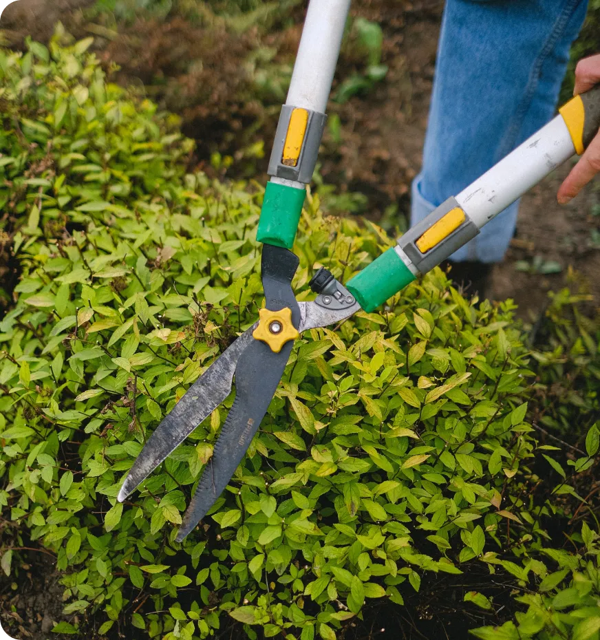 Przycinanie krzewów w Białej Podlaskiej